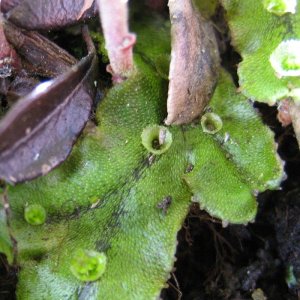 Brunnenlebermoos - Marchantia polymorpha