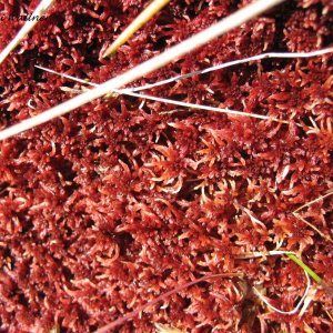 Torfmoos - Sphagnum