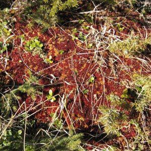 Medium 'Torfmoos - Sphagnum' in der Kategorie 'sonstige einheimische Pflanzen'