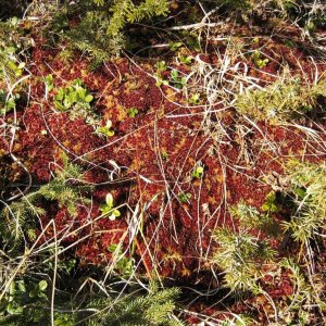 Torfmoos - Sphagnum