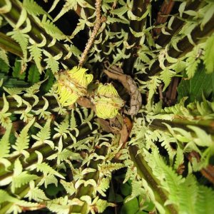 Straußenfarn - Matteuccia struthiopteris