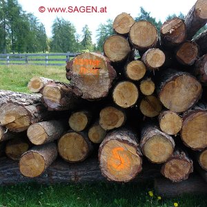 Sarner Holz