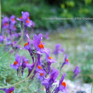 Alpen-Leinkraut (Linaria alpina)