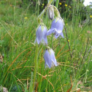 Bärtige Glockenblume (Campanula barbata)