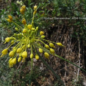 Gelb-Lauch (Allium flavium)