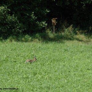 Naturerlebnis Haager Lies