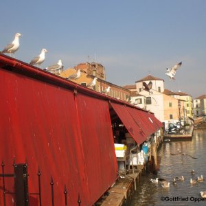 Chioggia