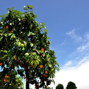 Orangenbäumchen