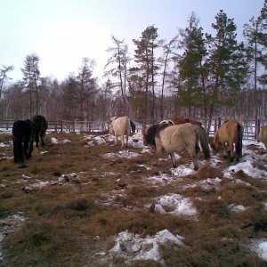 Jakutsk - jakutische Pferde im April
