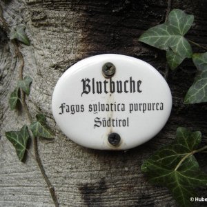 Blutbuche