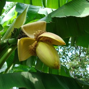 Vorarlberger Bananen