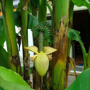 Vorarlberger Bananen