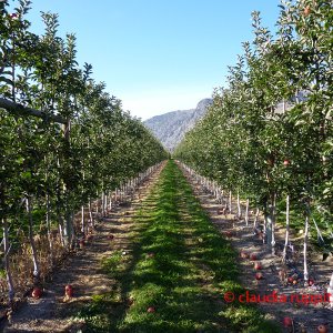 Apfelplantage im Similkameen Valley, Kanada