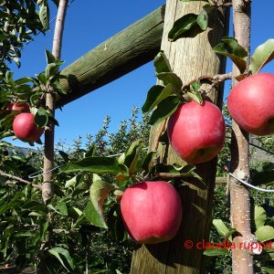 Medium 'Detail Apfelplantage im Similkameen Valley, Kanada' in der Kategorie 'Landwirtschaft'