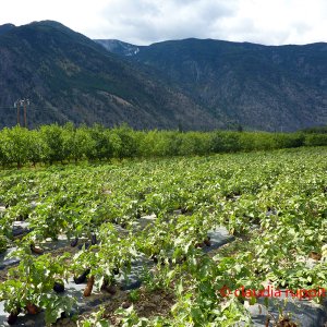 Auberginenanbau im Similkameen Valley, Kanada