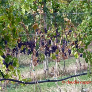 Detail Weinanbau im Similkameen Valley, Kanada