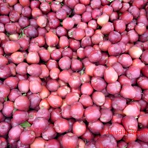 Kanadische Äpfel aus dem Similkameen Valley, Kanada