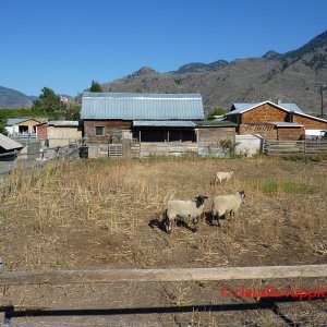 Schafe im Similkameen Valley, Kanada
