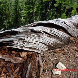 Rotten Log im Cathedral Provincial Park, BC, Kanada
