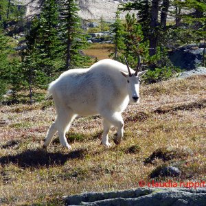 Mountain Goat im Cathedral Provincial Park, BC, Kanada
