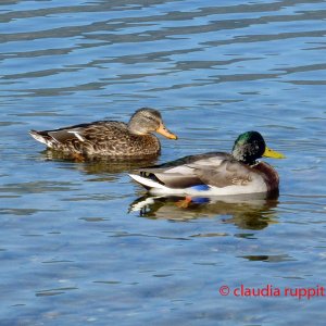 Enten auf dem Okanagan Lake, BC, Kanada