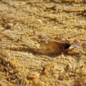Fichtenharz in seiner schönsten Form