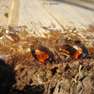 Fichtenharz in seiner schönsten Form