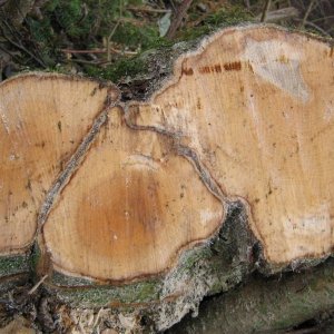 eine alte Hasel