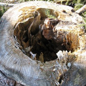 hohler Fichtenstock
