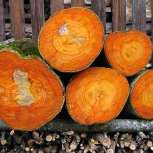 die "innere" Schönheit