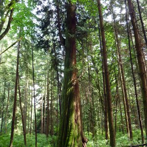 Vancouver, Stanley Park