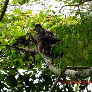 Vancouver, Stanley Park