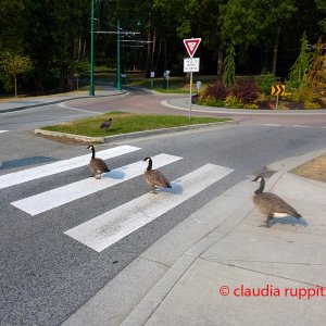 Vancouver, Stanley Park