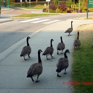 Vancouver, Stanley Park