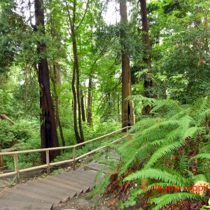 Vancouver, Pacific Spirit Regional Park