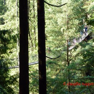 Vancouver, Lynn Canyon Park