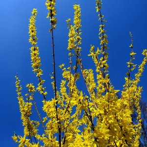 blau - gelb