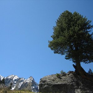 Zirbe - Pinus cembra