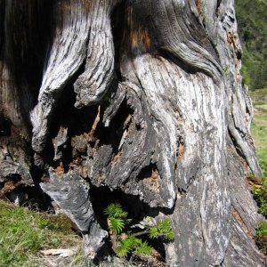 Zirbe - Pinus cembra
