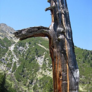 Zirbe - Pinus cembra