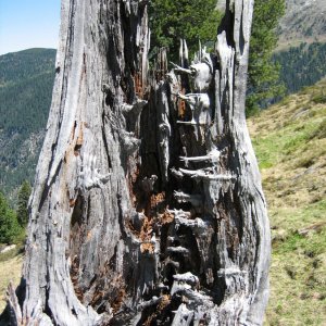 Zirbe - Pinus cembra