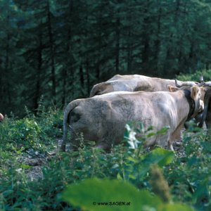 Bauer mit Kühen, Schweiz