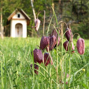 Schachbrettblume