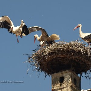 Kampf um das Nest