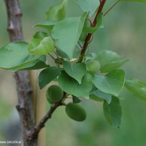 Vinschger Marillen