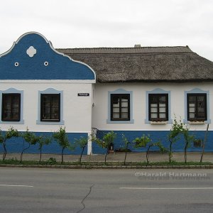 Schilf 3/3