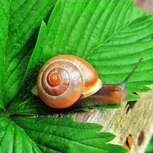 Garten-Schnirkelschnecke