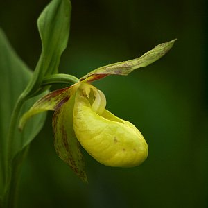 Frauenschuh/Goldschuh