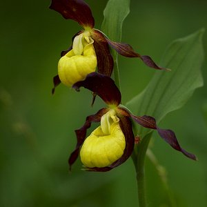 Frauenschuh