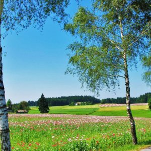 Mohnblüte im Waldviertel